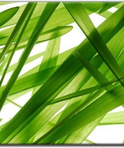 fototapety inspiracje natura