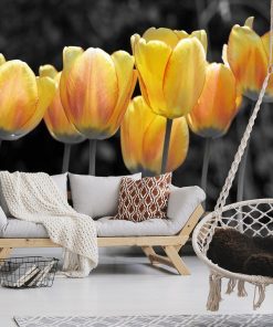 Fototapeta - tulipany