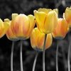 Fototapeta - żółte kwiaty