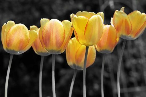 Fototapeta - żółte kwiaty