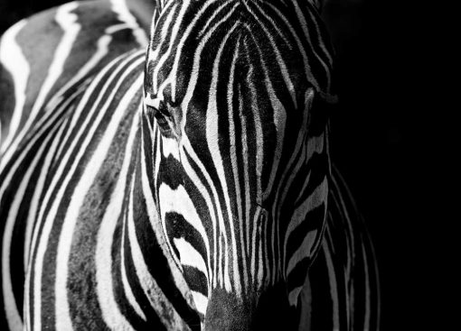 Fototapeta z zebrą