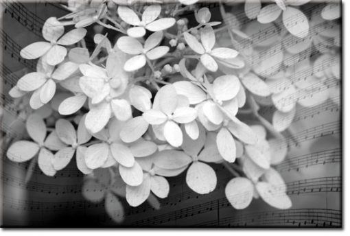 kwiaty fototapeta
