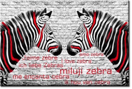 tapety zebry