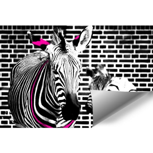 Fototapeta z zebrami