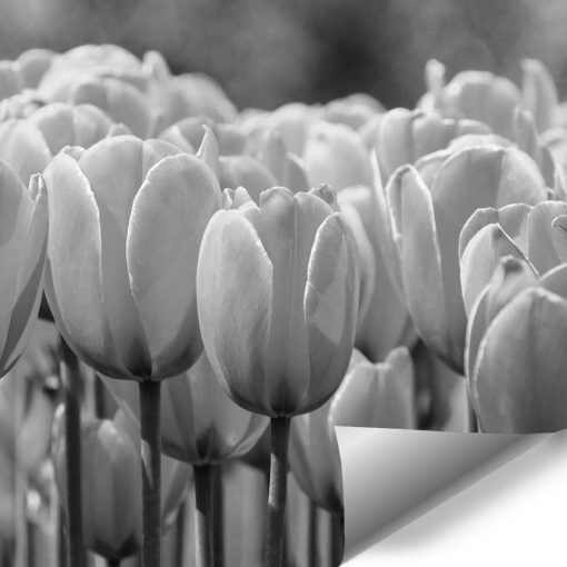 Białe tulipany - tapeta