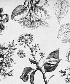 tapety botaniczne