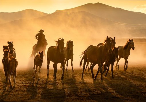 Fototapeta kowboj i konie