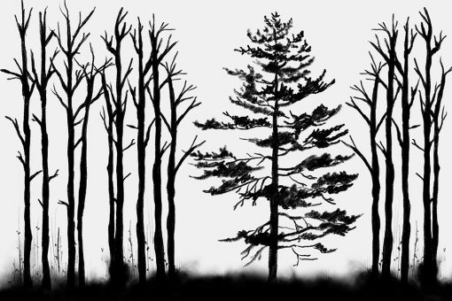 czarno-biała fototapeta z drzewami
