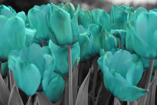 Turkusowe tulipany - tapeta