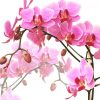Różowe orchidee - tapeta