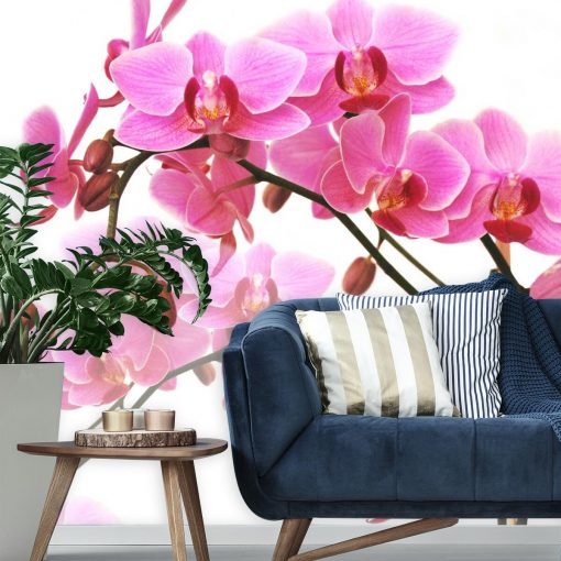 Różowe orchidee - tapeta