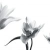 Fototapeta z trzema tulipanami