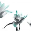 Białe tulipany i niebieski akcent -tapeta