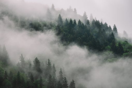 Drzewa we mgle na tapecie