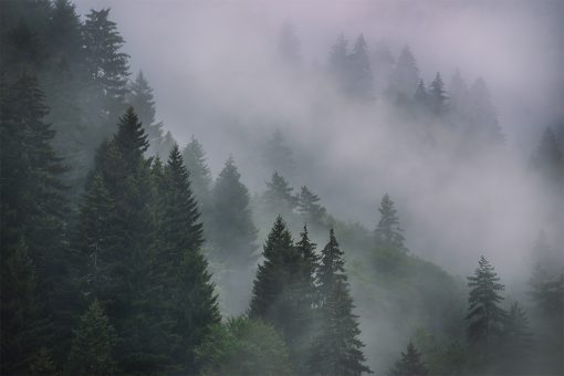 Fototapeta z drzewami i mgłą
