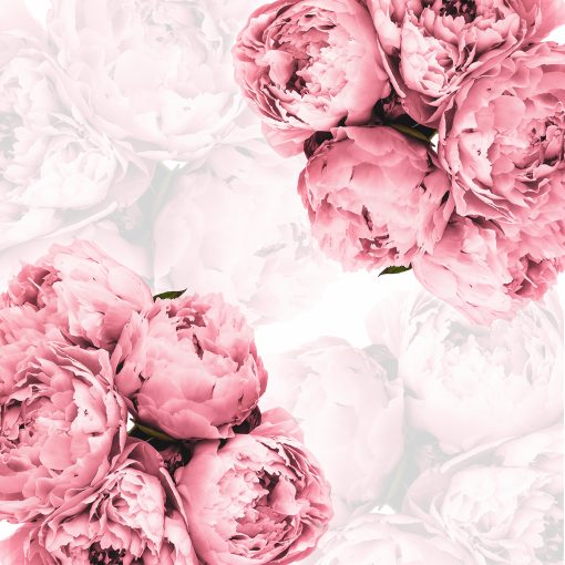 Fototapeta z piwoniami w różu